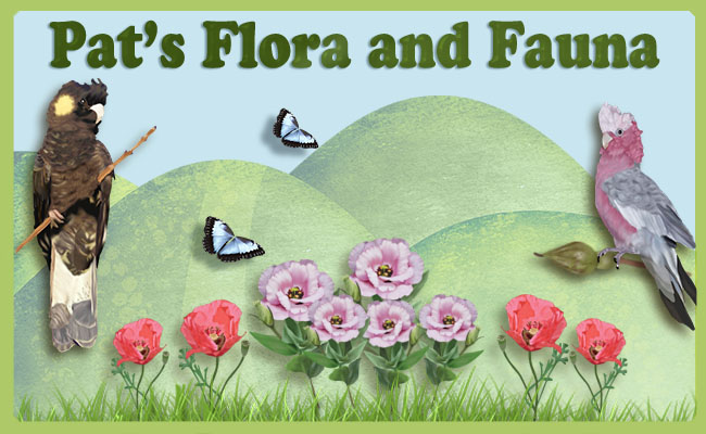 Pat's Flora and Fauna