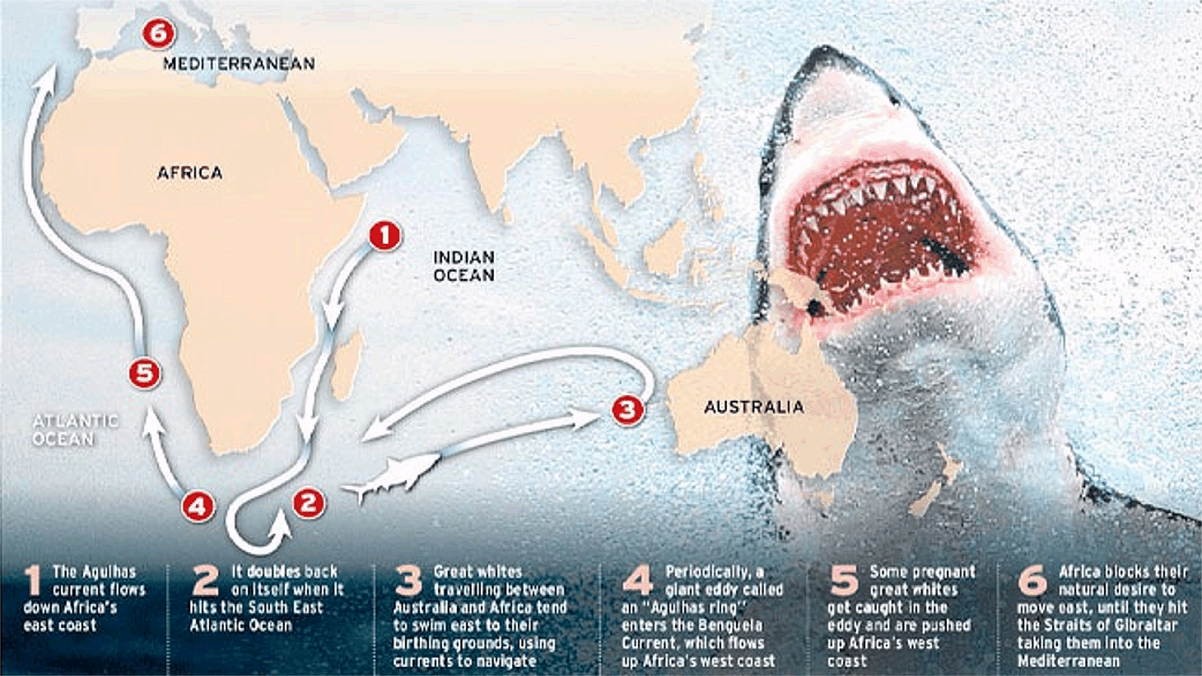 Статистика нападения акул. Карта обитания акул в Средиземном море. Ареал обитания акул Средиземное море. Карта нападения акул в мире.