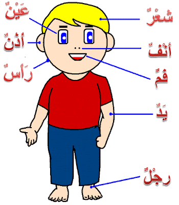 Bahasa Arab Anggota Tubuh Manusia dengan Terjemahanya
