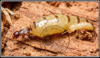 دورة حياة النمل الأبيض تحت الأرضي (الجزء الثاني) Life cycle of subterranean termites