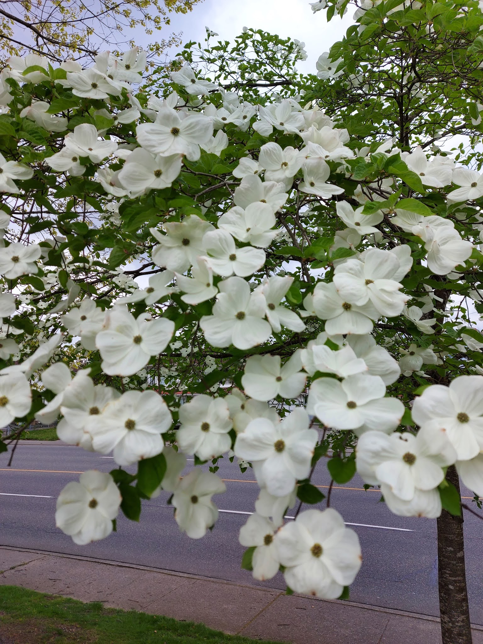 A tree with white flowers