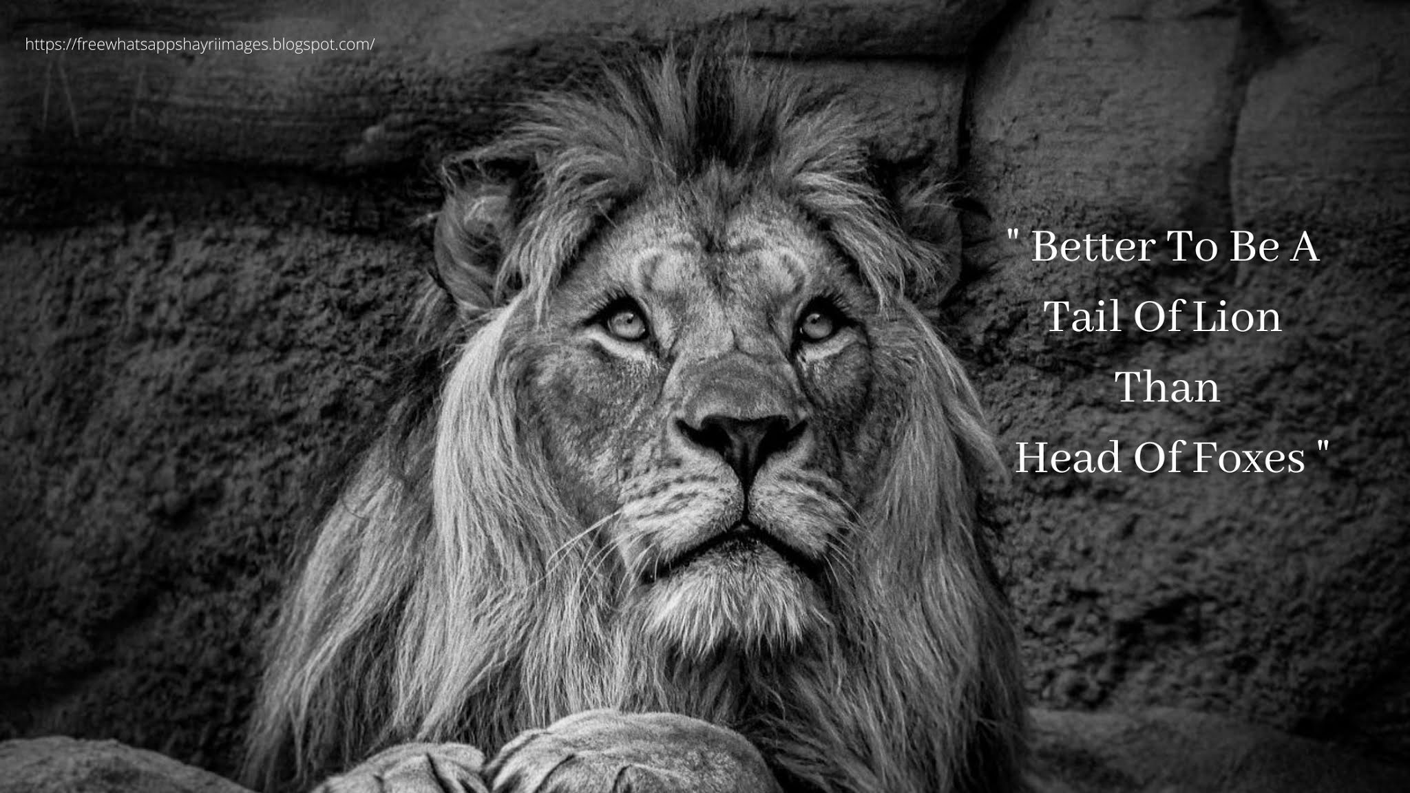 25+ Motivational Lion Pictures Quotes - Brave Lion Quotes