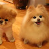 12 Best Pomeranian Dog Haircuts for Dog Lovers