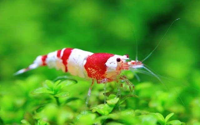 Udang Hias Air Tawar Udang Hias Air Tawar
