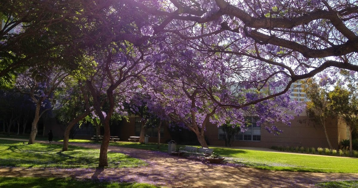 jacaranda tree near me jacaranda tree near me
