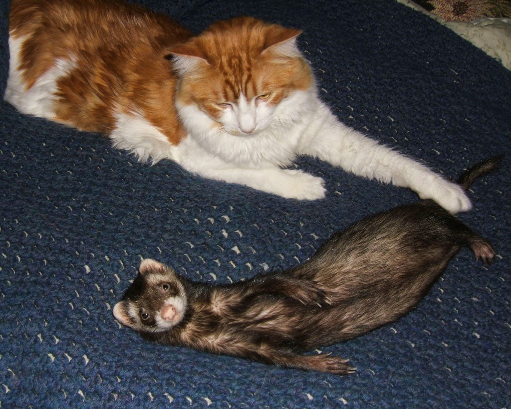 mostly cats and dogs Cats and ferrets... Ned's ferrets