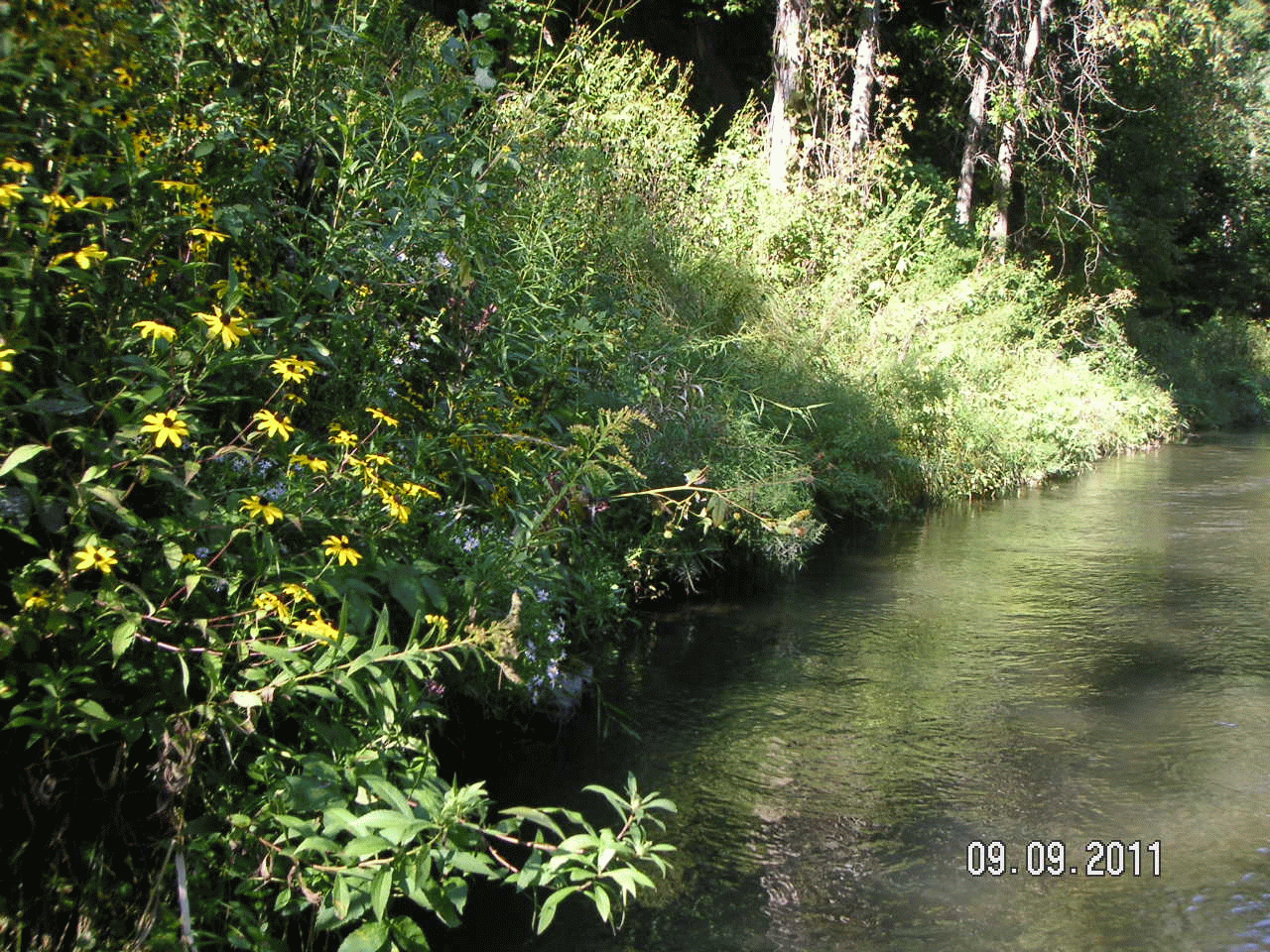 Trout Fishing Western Wisconsin Billings Creek, Vernon County 9/9/11