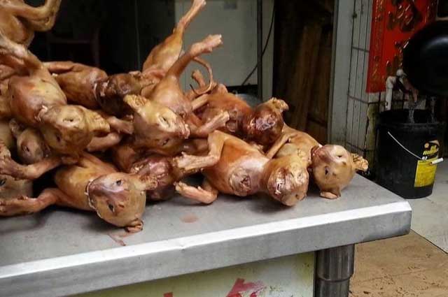 Kuliner Ekstrim Khas Vietnam yang Terbuat dari Hewan,daging kucing