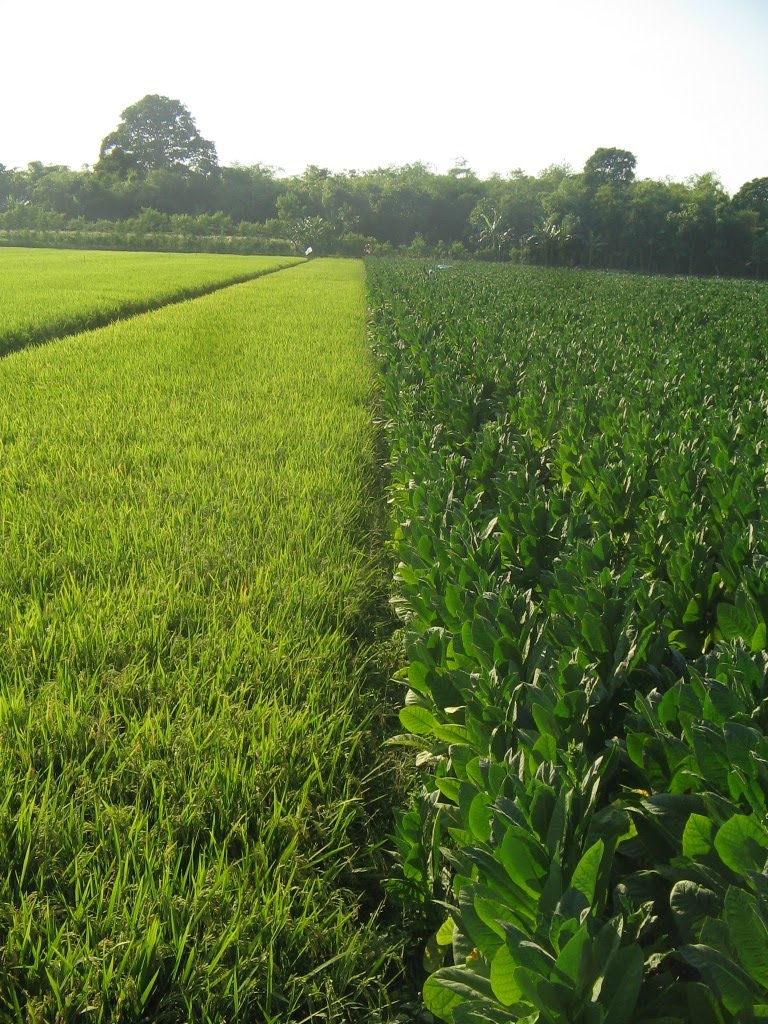 Putat: Lain ladang lain belalang, Lain pula ikannya