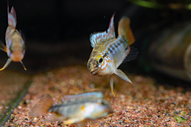 Apistogramma ortegai