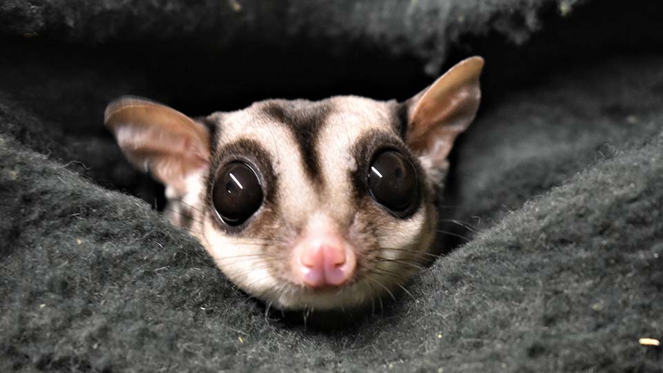 Sugar glider omnivorous gliding possum, cute marsupial animal