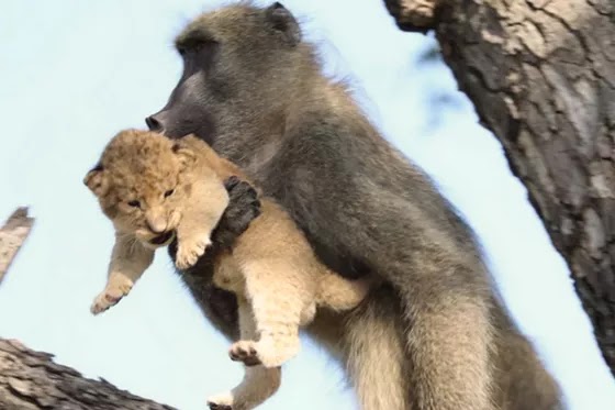 Datos interesantes de animales: Mono babuino secuestra cachorro de león.