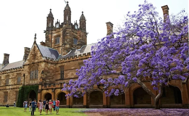 Purple phoenix flowers in Australia