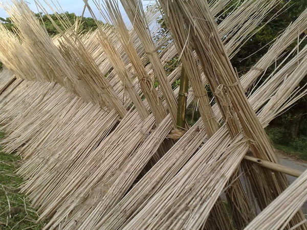 Cây đay sau khi thu hoạch được phơi khô từ 10-15 ngày