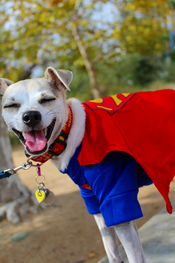Happy Dog Halloween Costume