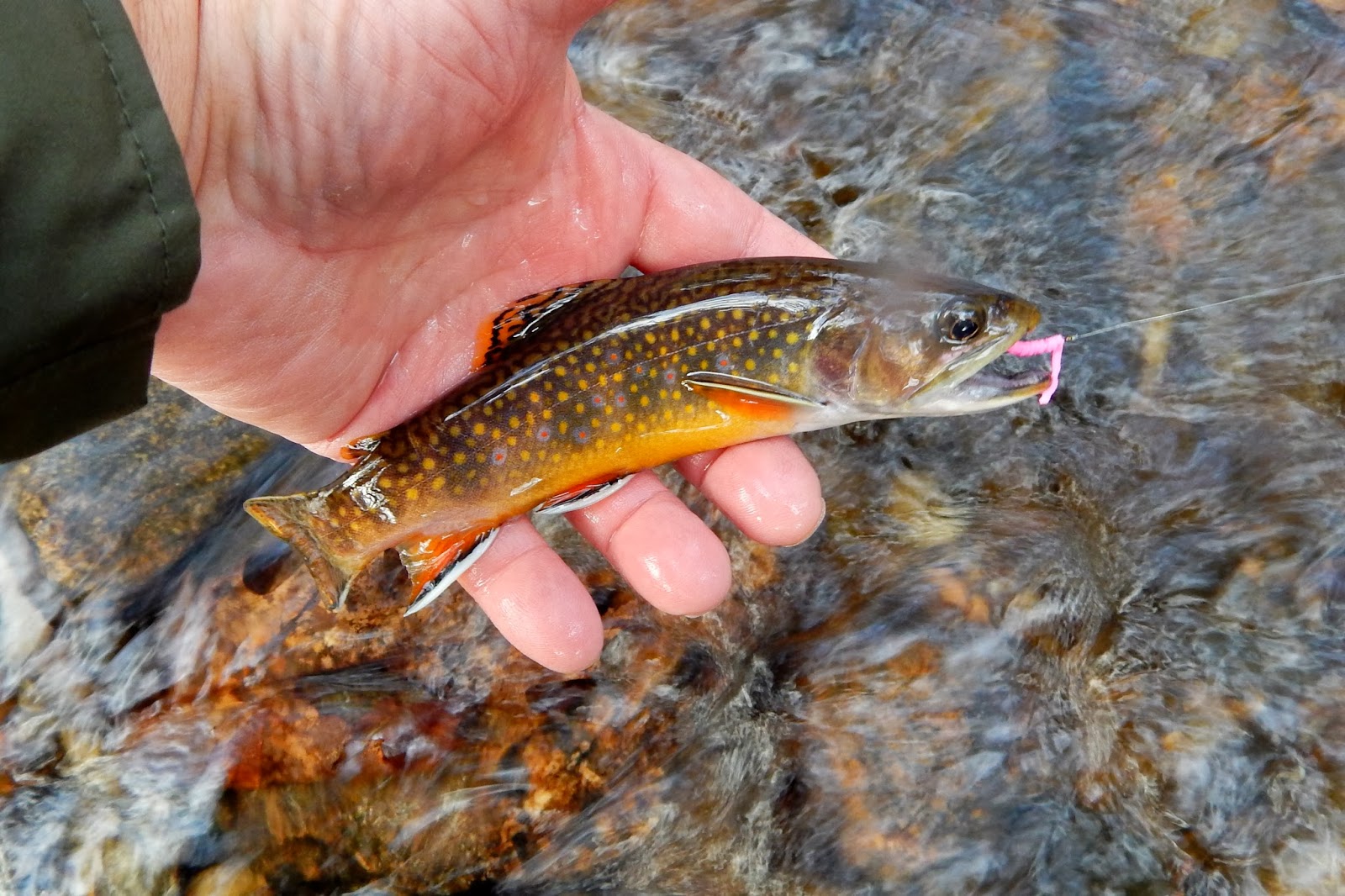 Small Stream Reflections A small stream, brook trout, and dry flies.