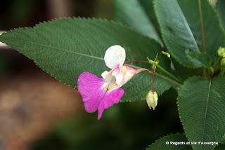 Fleurs de Balsamine de Balfour