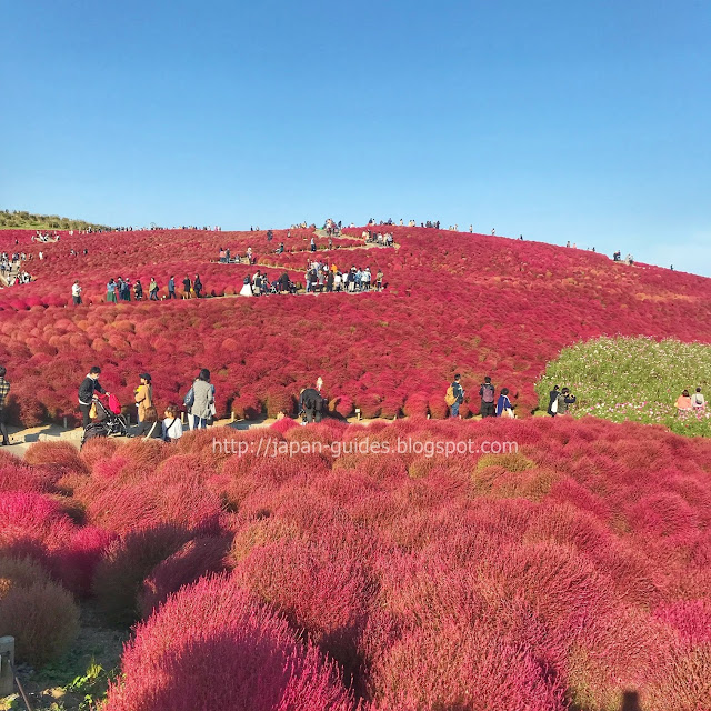 Hitachi Seaside Park Ibaraki