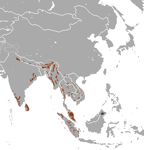 Asya filinin dağılımı