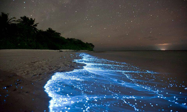 Top 5 Bioluminescent Beaches in the World Tusan Beach, Miri, Malaysia