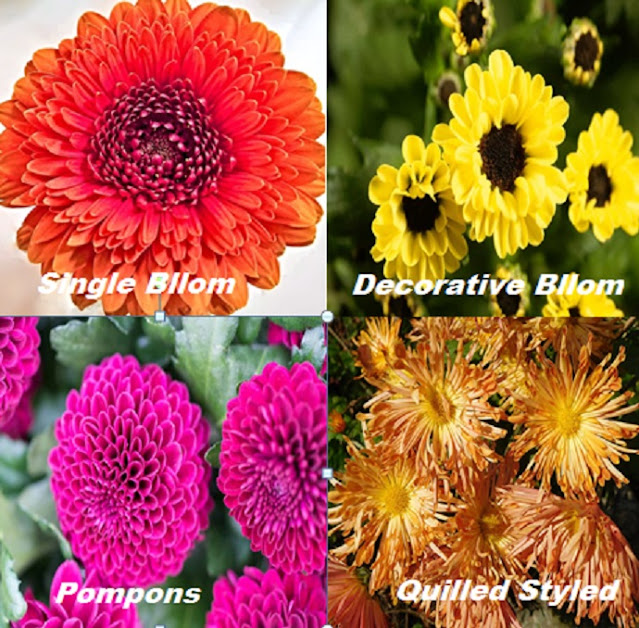 Cultivation of Chrysanthemum in India ; A Complete Information Guide Cultivation of Chrysanthemum in India ; A Complete Information Guide