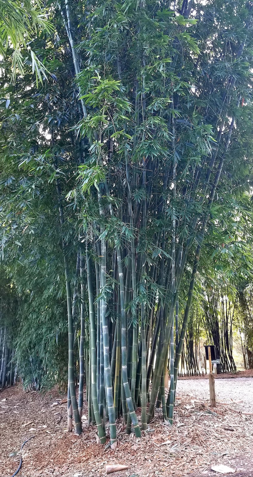 Bamboo from Florida for Privacy & Beauty. FastGrowing, Non