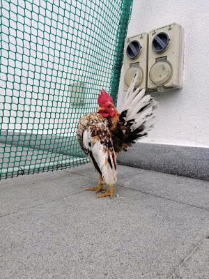 Cara Berternak Ayam Serama