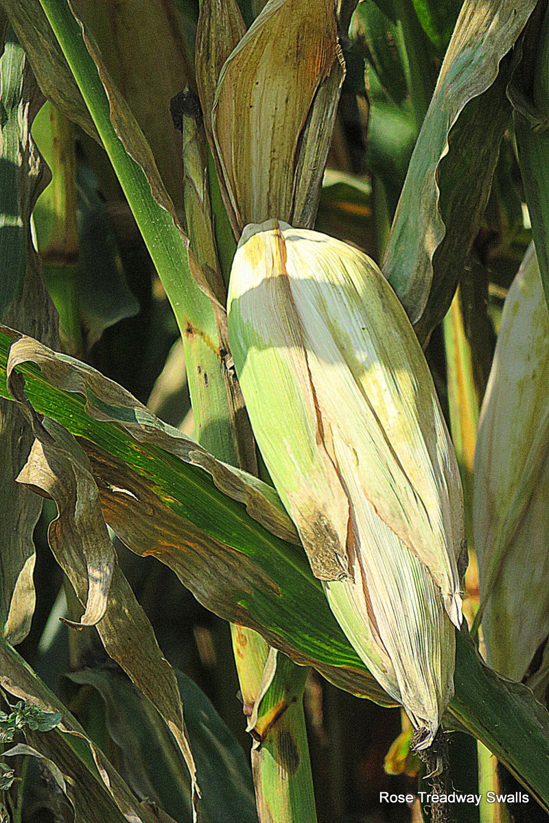 Time Stand Still, a photo blog The corn is turning brown....