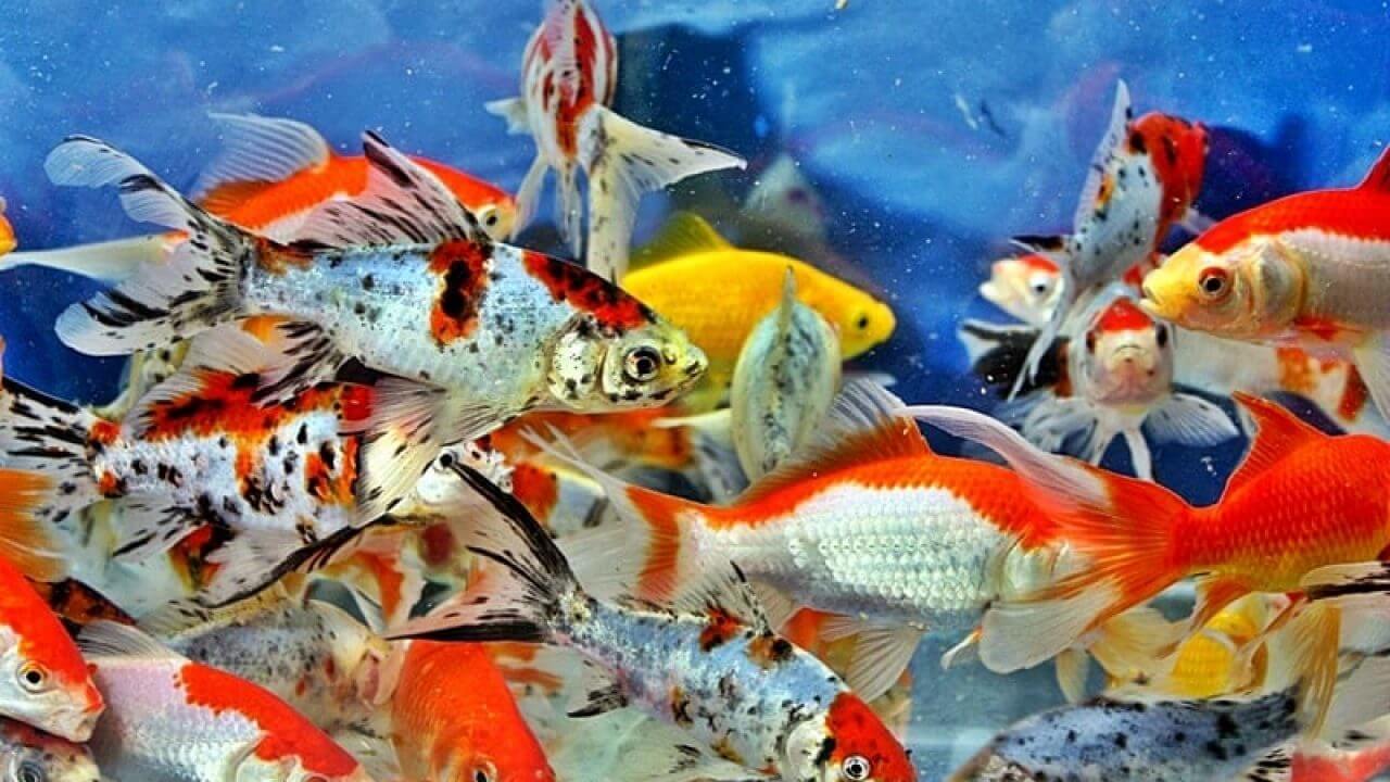 Ikan Nila Hias - Ikan Hias yang Kuat Hidup di Air Tawar