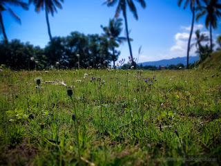 Natural Tropical Wild Grass Flowers In The Farmlands In The Clear Blue Sky At The Village North Bali Indonesia