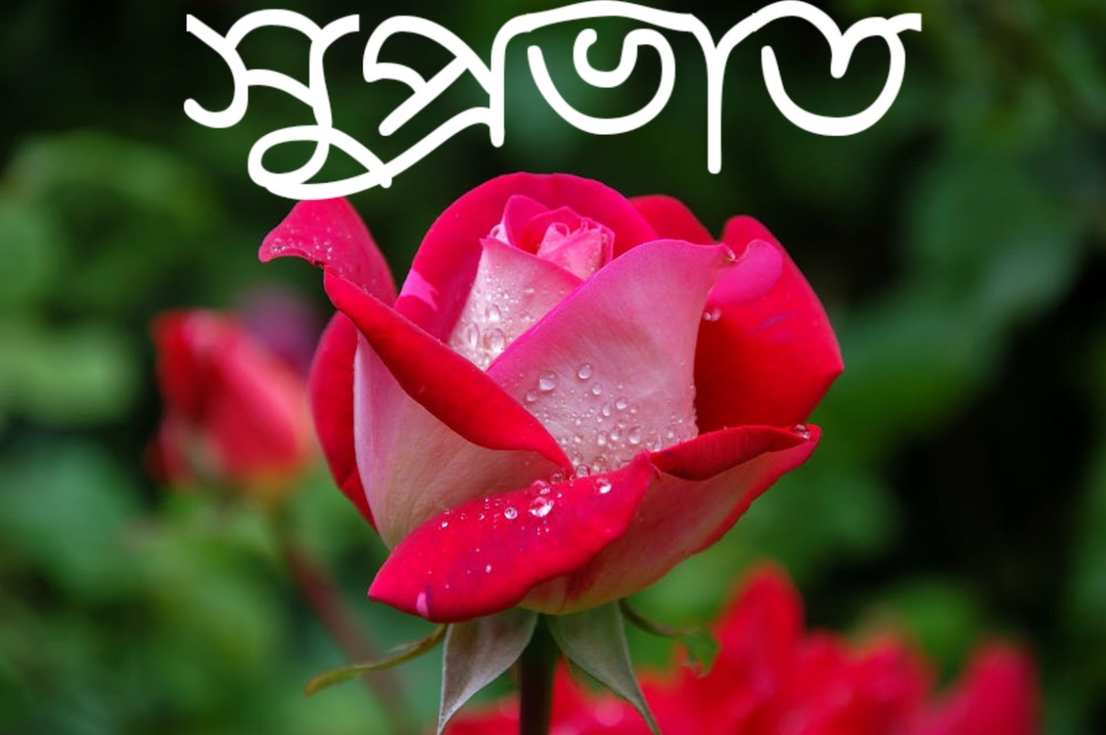 Bengali Good Morning Images Good Morning Images In Bengali