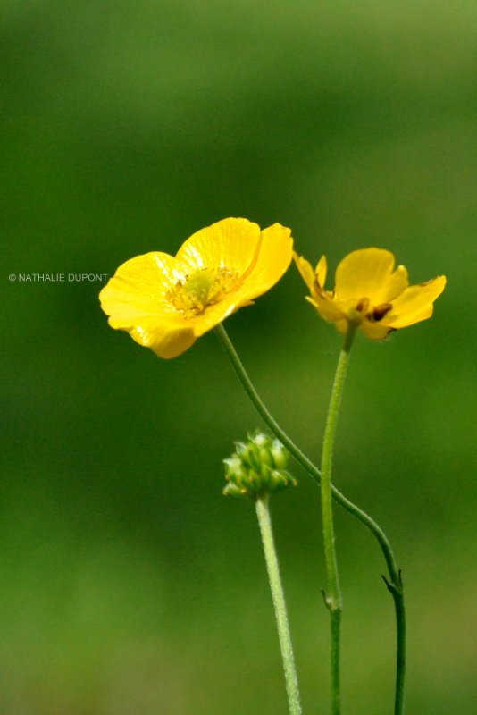 Au fil de la photo...: mai 2012