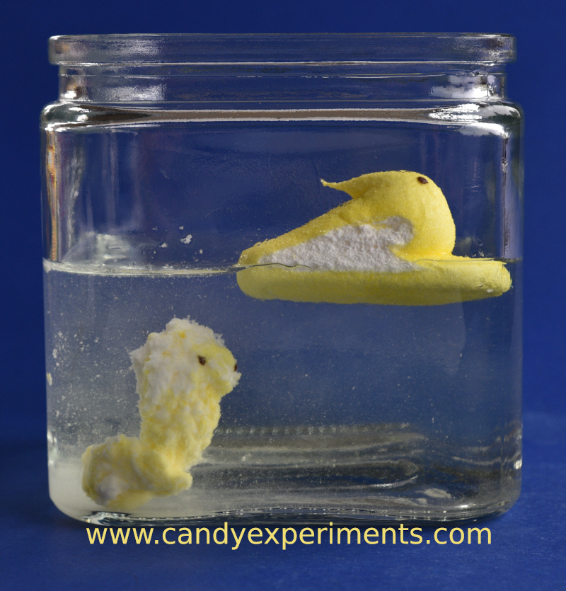 Candy Experiments Sinking Peeps and Marshmallows
