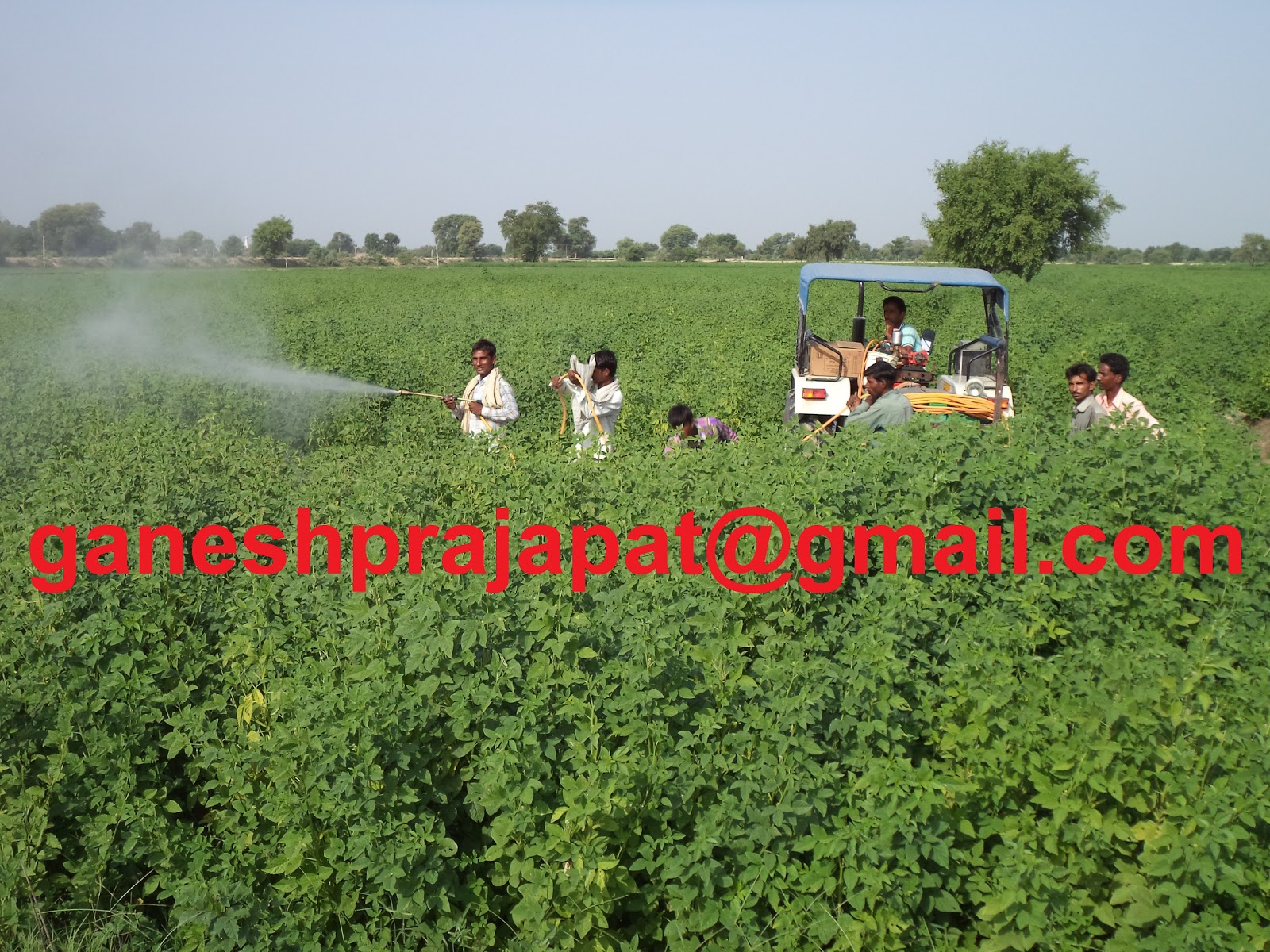 GUAR GUM INFORMATION AND GUAR GUM CULTIVATION IN INDIA Guar seed and