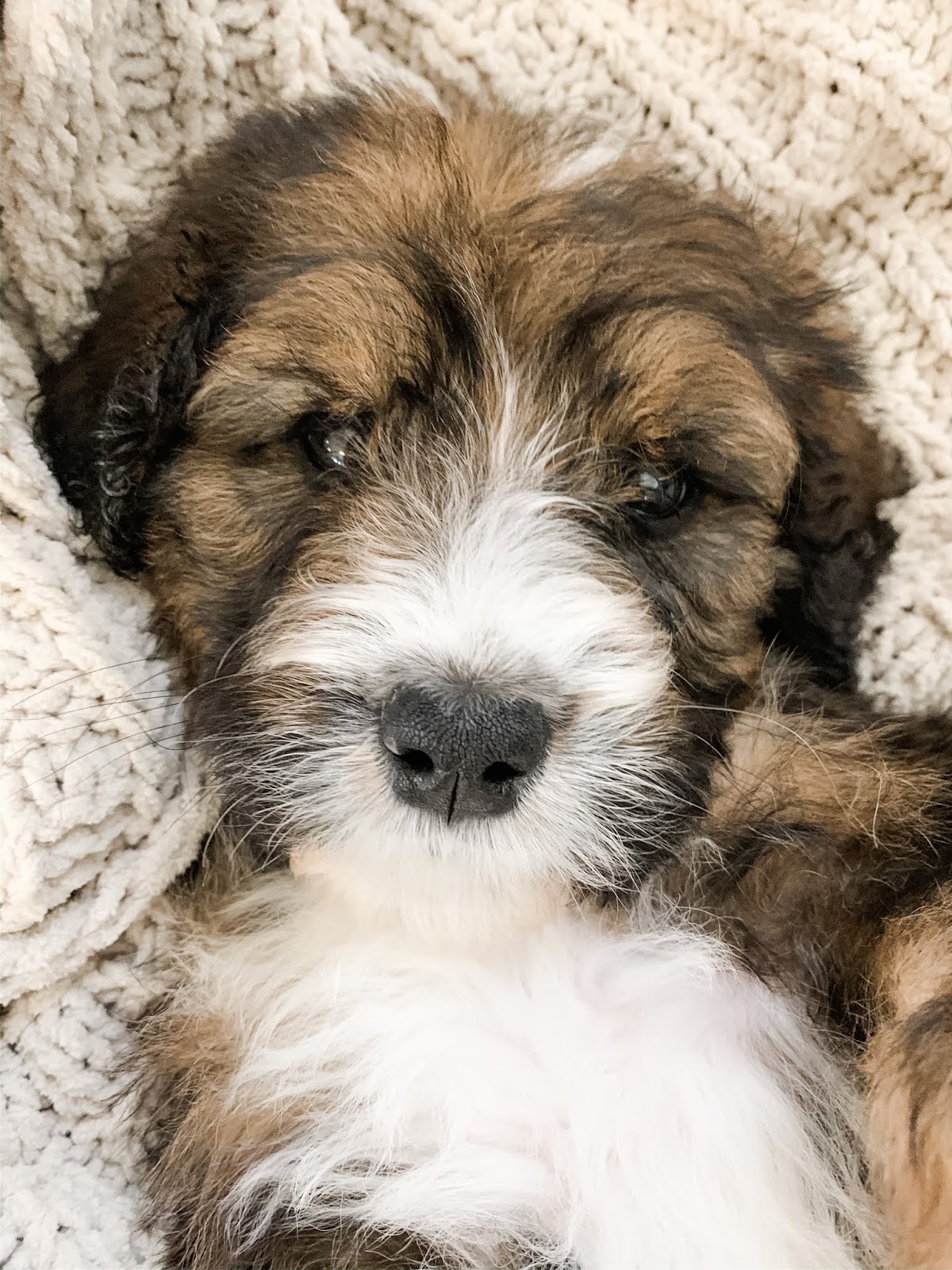 Picket Fence Puppies F1 and F1b Standard Size Bernedoodle Puppies