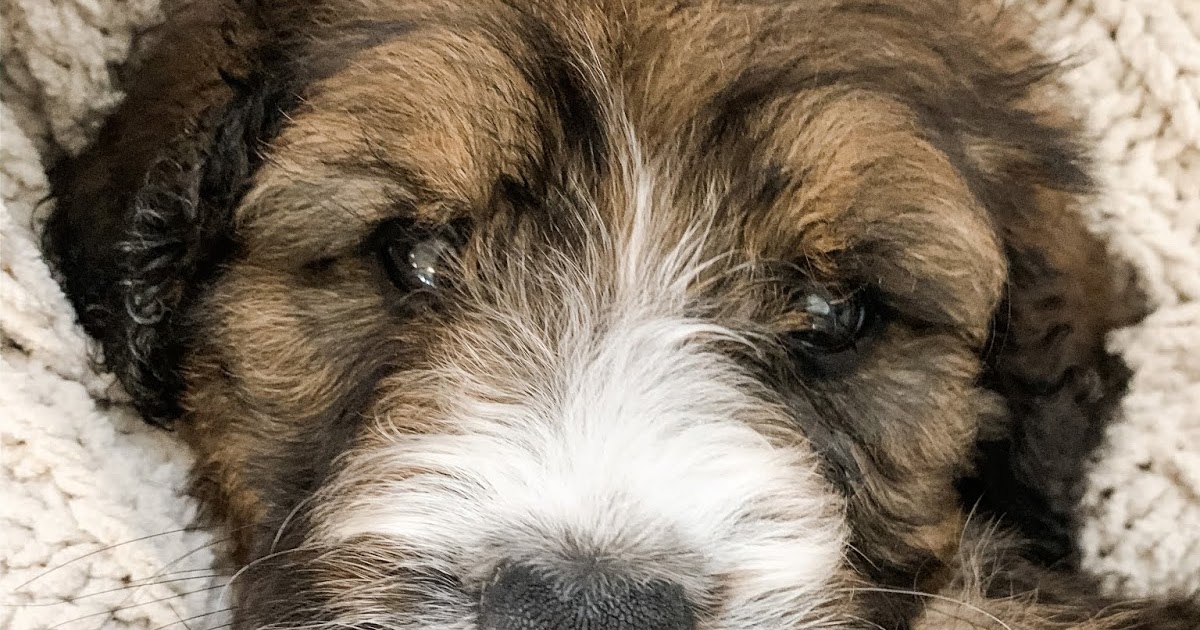 Picket Fence Puppies F1 and F1b Standard Size Bernedoodle Puppies