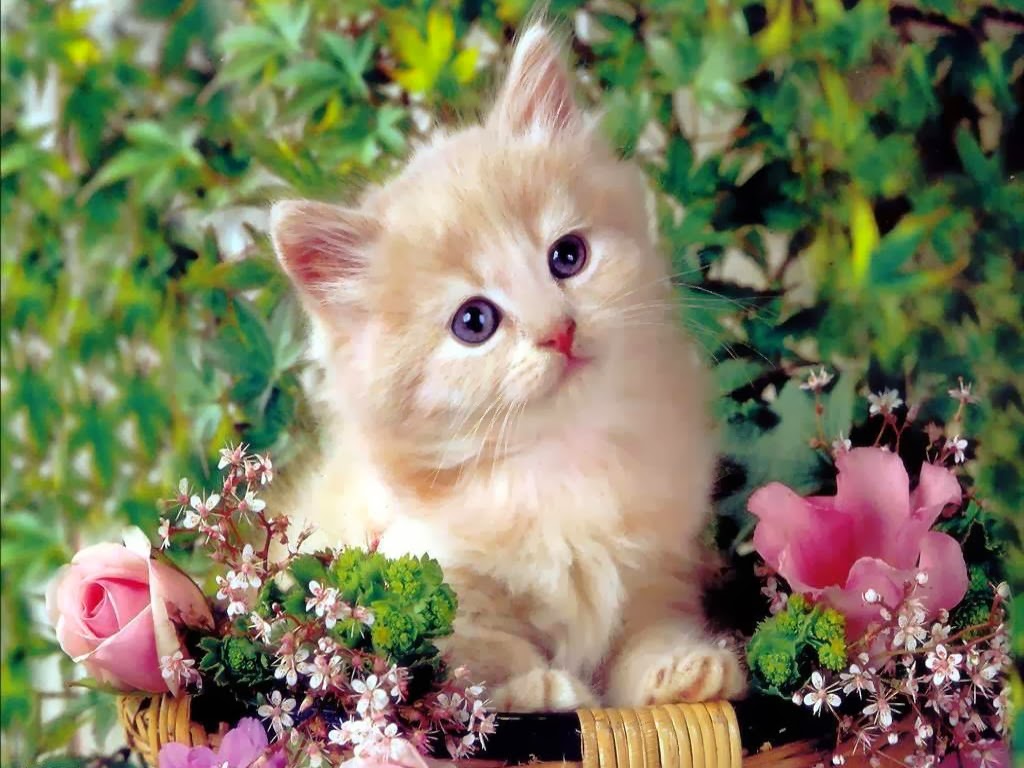 HD Wallpapers: Cute Cat Wallpapers