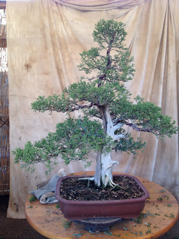bonsaibp's bonsai blog Before and after