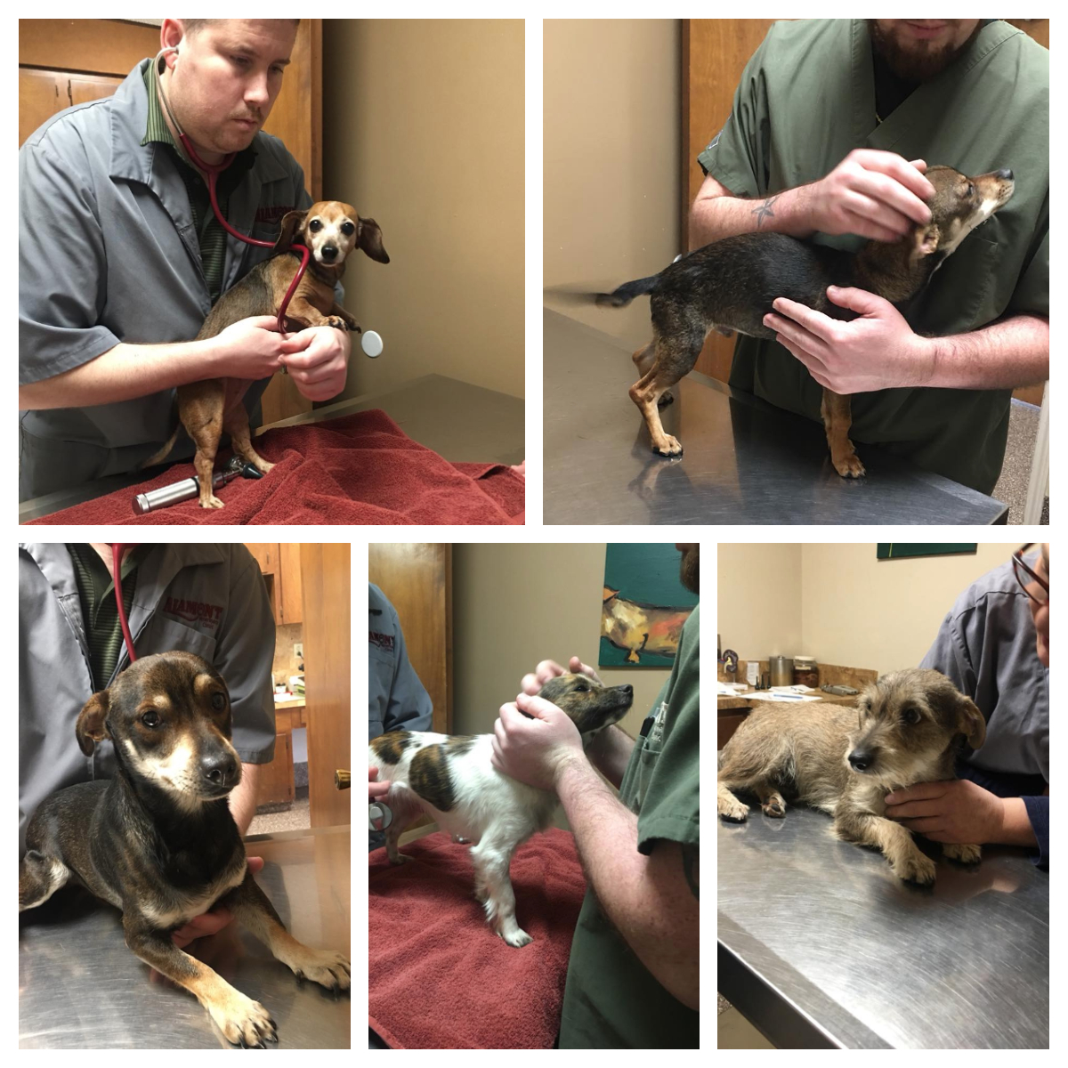 Medical Treatment of Rescue Dogs Good Karma Standards