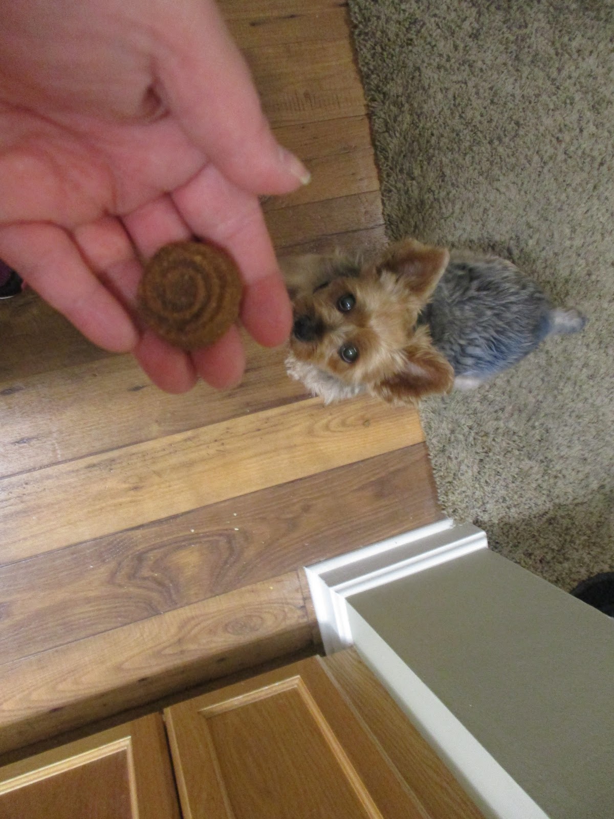 hill's science diet soft savories with peanut butter & banana dog treats