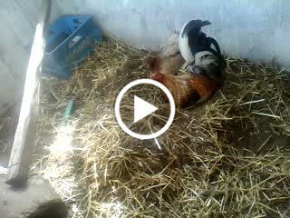 JI GALLOS: El gallo Bulico
