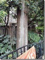 コンクリートで補強された木 コンクリートで補強された木
