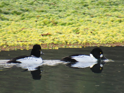 northern california birding birdwatching wings and daydreams