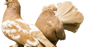 Ketulusan dan Keramahan Sepasang Merpati Yang Baik Hati #merpatibaikhati