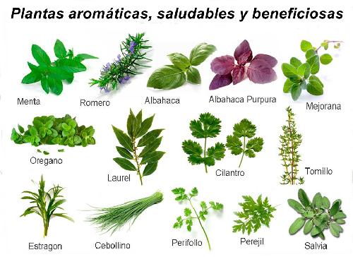 Plantas aromáticas, saludables y beneficiosas