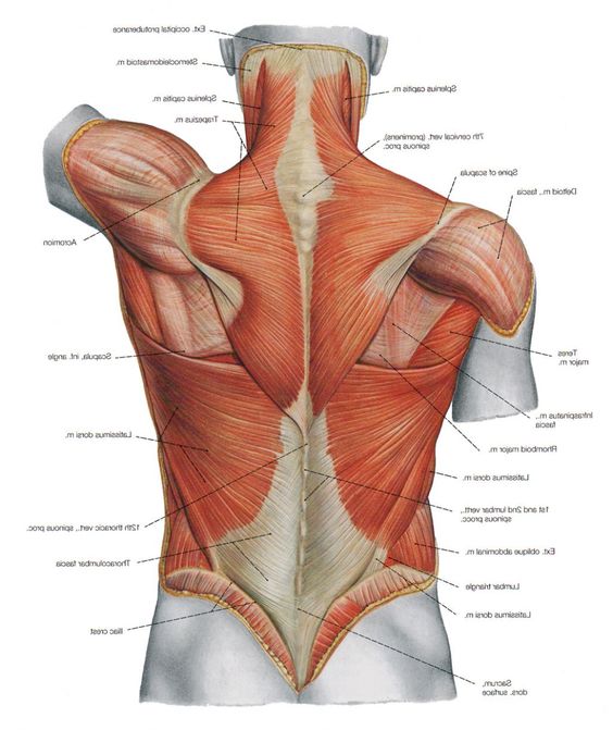 El Rinc n De Galeno 1 Anatom a Y Sus Generalidades back-muscle-strain