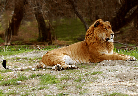 Liger | Animal Wildlife