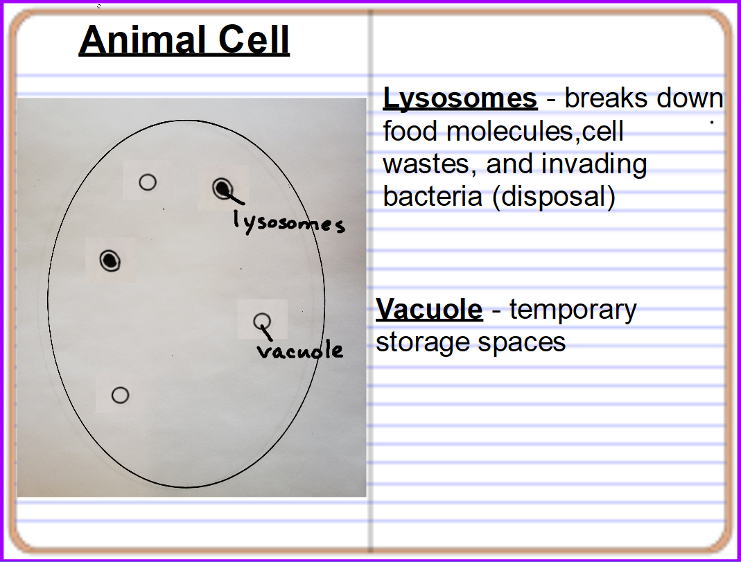 Cell Membrane Function Quizlet Simple Functions and Diagram
