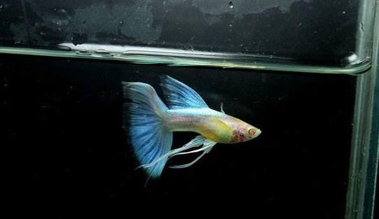 Jenis Ikan Guppy Termahal Albino Blue Tail Ribbon