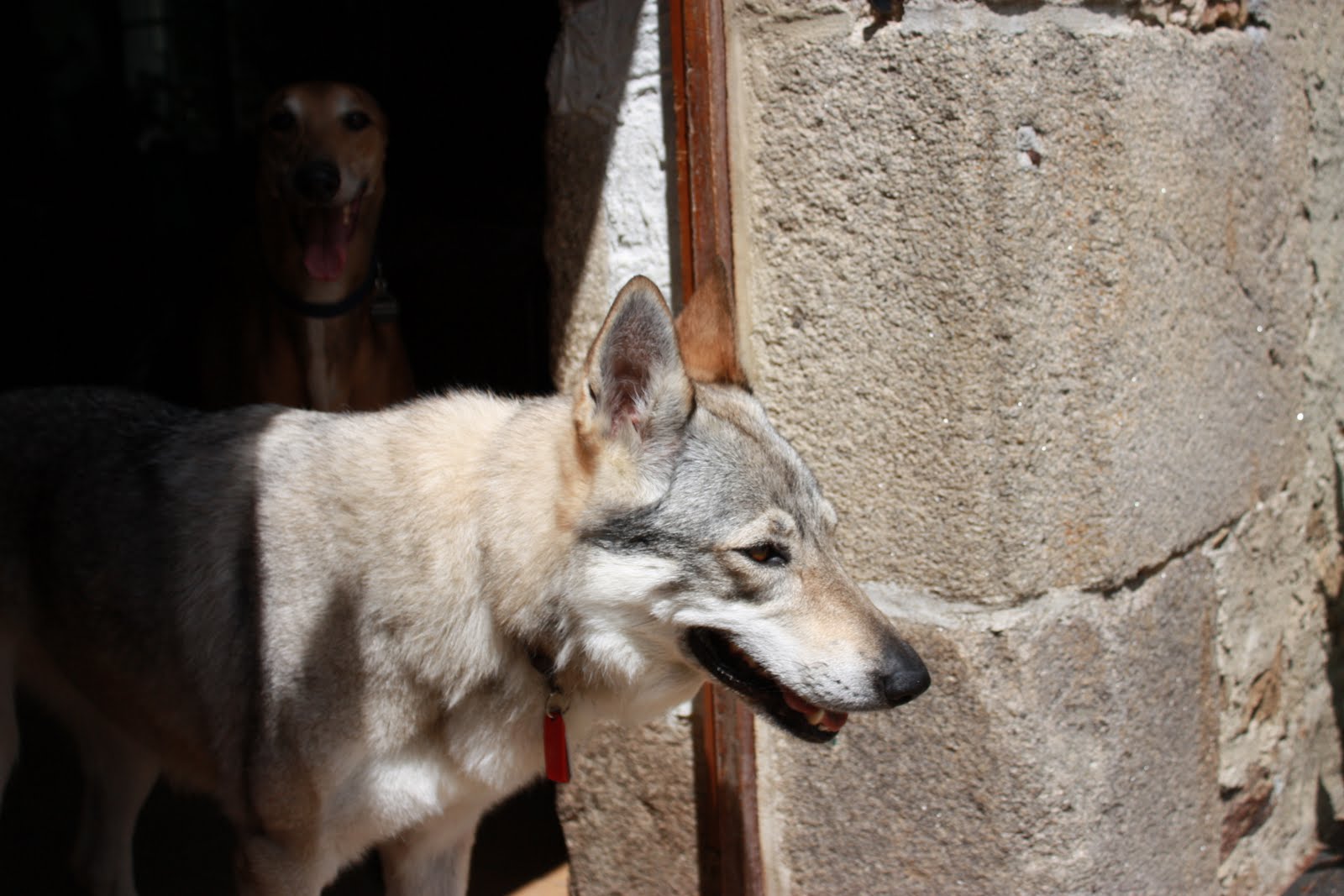 4 images 1 mot chien loup tigre